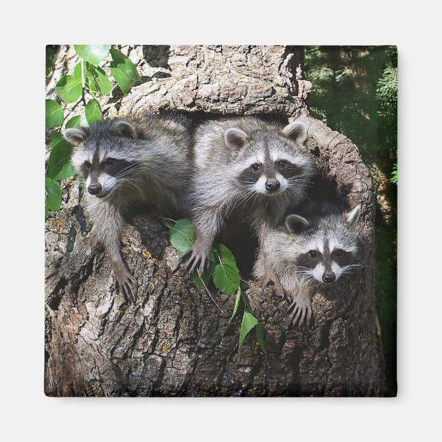 Raccoon - Die drei Amigos Magnet (Vorne)
