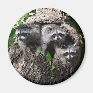 Raccoon - Die drei Amigos Magnet
