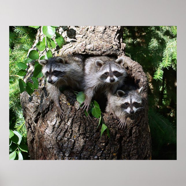 Raccoon - Die drei Amigos Poster (Vorne)