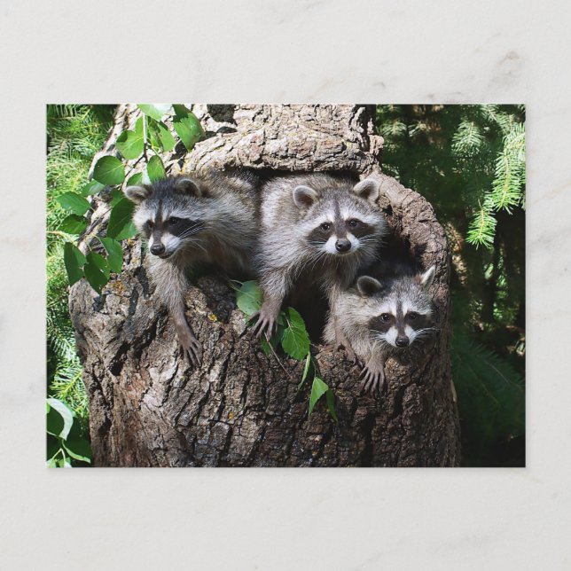 Raccoon - Die drei Amigos Postkarte (Vorderseite)