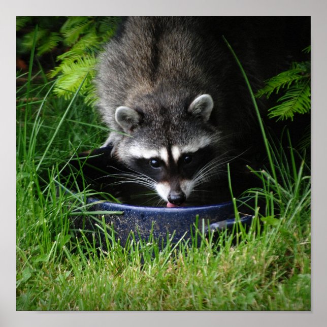 Raccoon Drink Print Poster (Vorne)