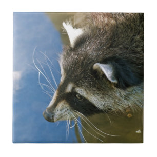 Raccoon Fliese