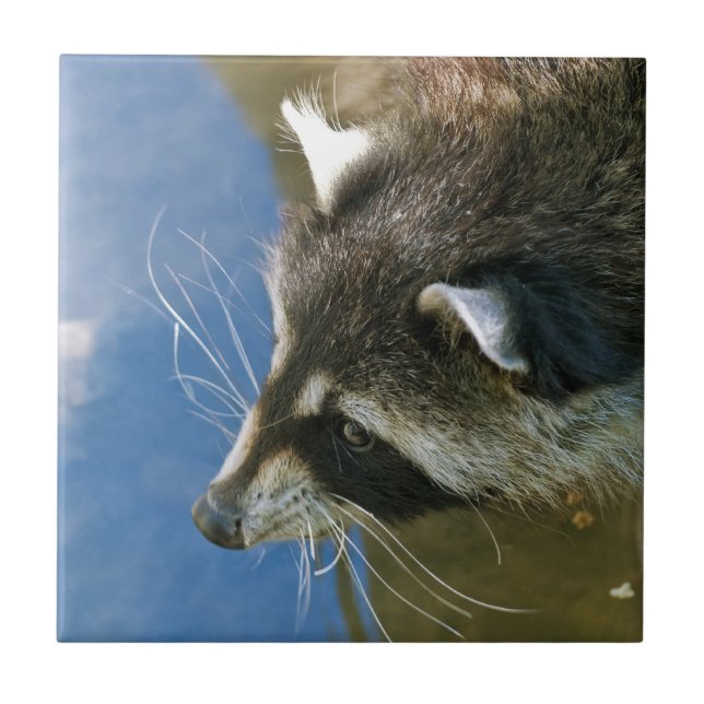 Raccoon Fliese (Vorderseite)