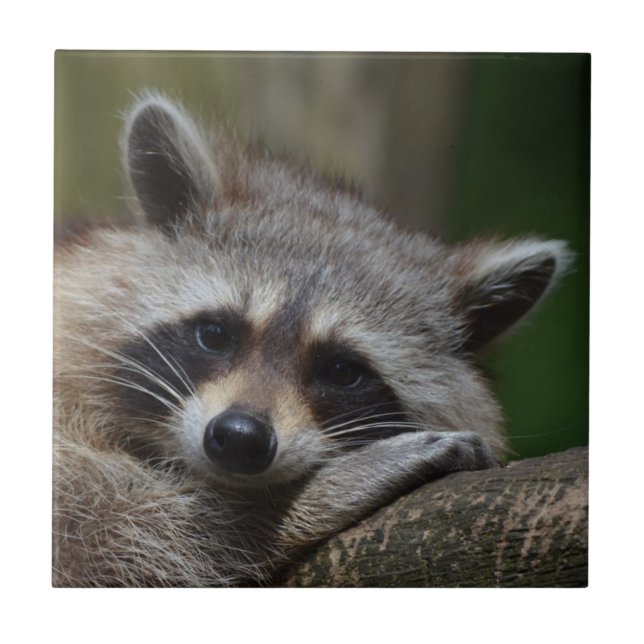Raccoon Fliese (Vorderseite)