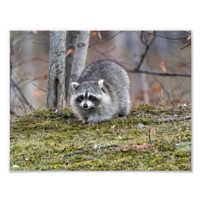 Raccoon Foto Erweiterung (Vorne)