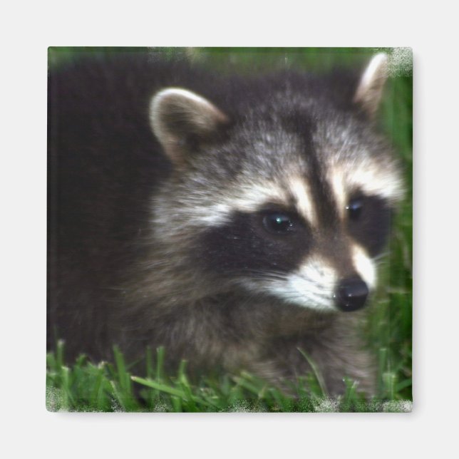 Raccoon Foto Magnet (Vorne)