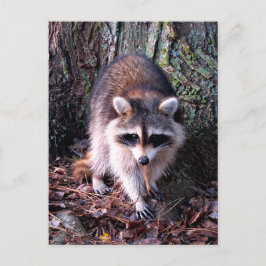 Raccoon-Foto Postkarte