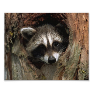 Raccoon Foto Print