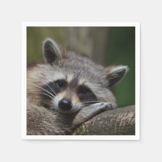 Raccoon Foto Serviette (Vorderseite)