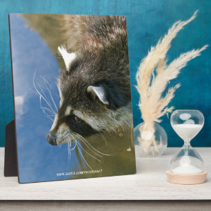 Raccoon Fotoplatte