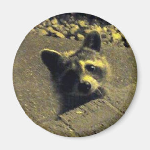 Raccoon ~ Gesicht eines Engels Magnet
