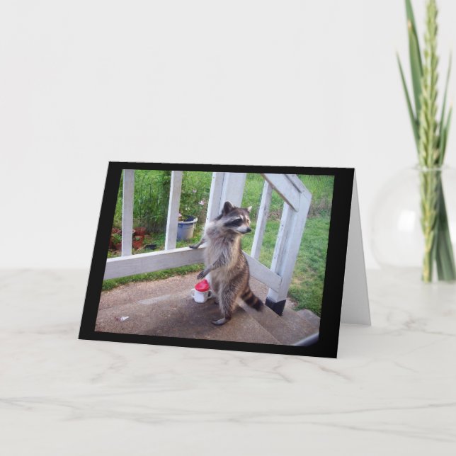 Raccoon Grußkarte Karte (Vorderseite)