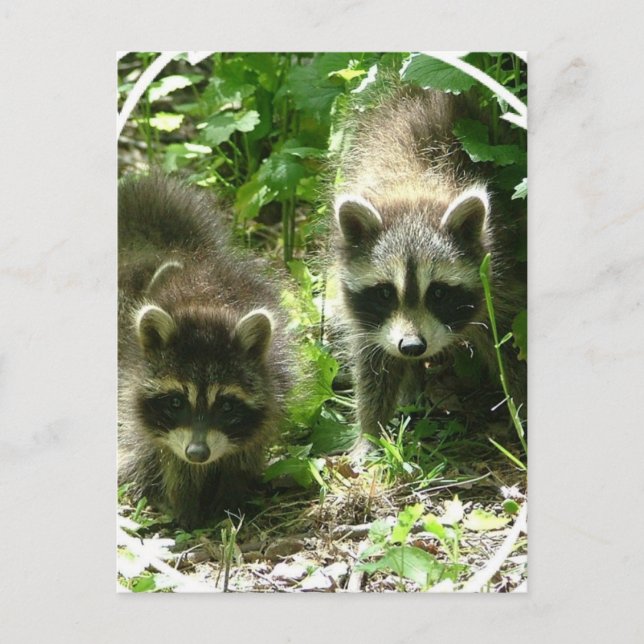 Raccoon Habitat Postcard Postkarte (Vorderseite)