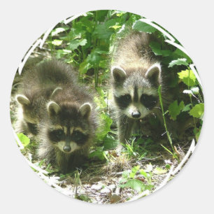 Raccoon Habitat Stickers