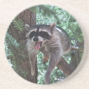 Raccoon im Baum-Untersetzer Untersetzer