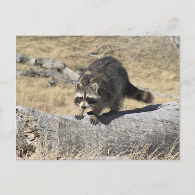 Raccoon im Baumbuch Postkarte (Vorderseite)