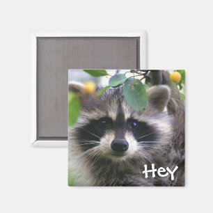 Raccoon in Crabapple Tree Magnet