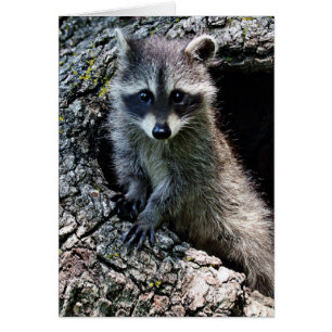 Raccoon in den Den