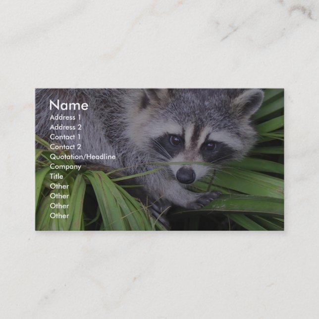 Raccoon in den Pflanze Visitenkarte (Vorderseite)