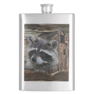Raccoon in der alten Scheune Flachmann