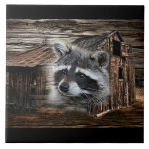 Raccoon in der alten Scheune Fliese