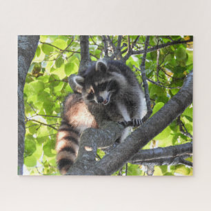 Raccoon in einem Baum