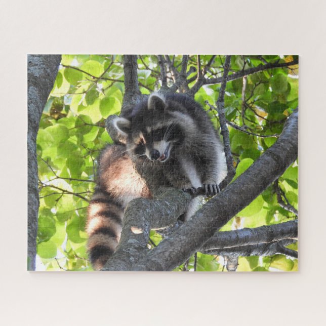 Raccoon in einem Baum (Horizontal)