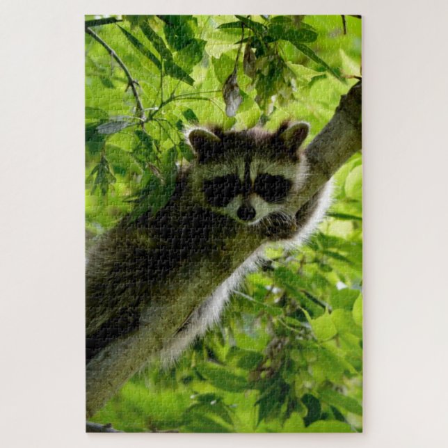 Raccoon in Green Tree Niedlich grau maskierte Marm (Vertikal)