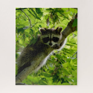 Raccoon in Green Tree Niedlich grau maskierte Marm
