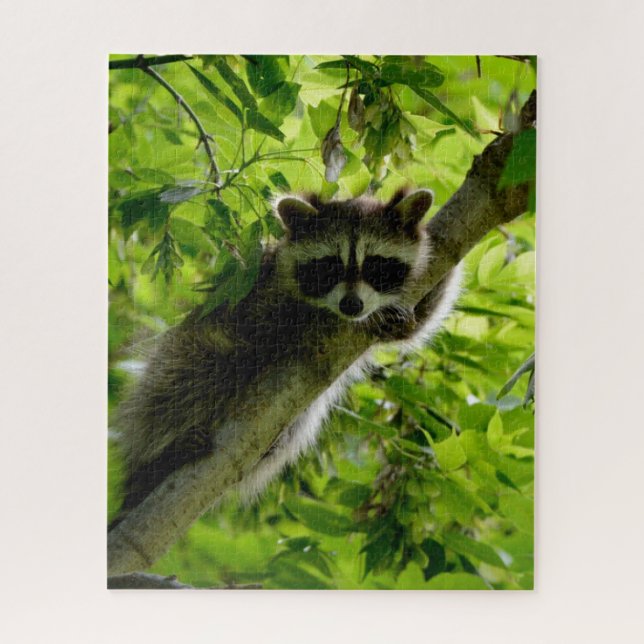 Raccoon in Green Tree Niedlich grau maskierte Marm (Vertikal)