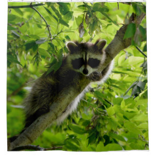 Raccoon in Green Tree Niedlich grau maskierte Marm Duschvorhang