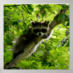 Raccoon in Green Tree Niedlich grau maskierte Marm Poster