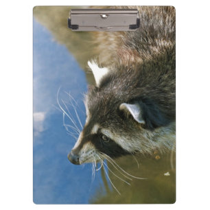 Raccoon Klemmbrett