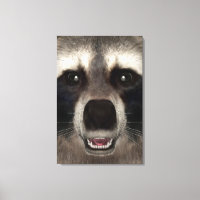 Raccoon