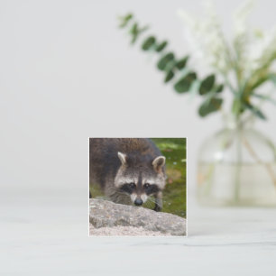 Raccoon macht direkten Augenkontakt Begleitkarte