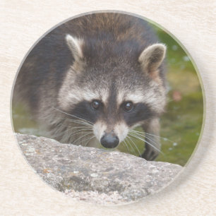 Raccoon macht direkten Augenkontakt Getränkeuntersetzer
