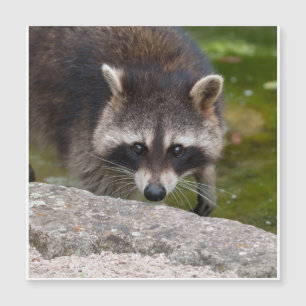 Raccoon macht direkten Augenkontakt Magnetkarte
