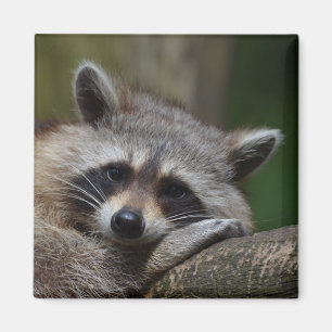 Raccoon Magnet