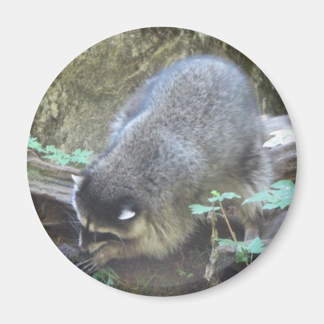 Raccoon Magnet (Vorne)