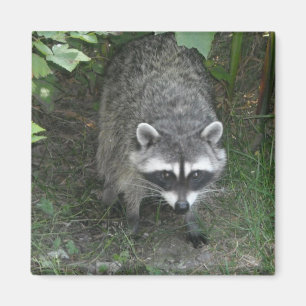 Raccoon Magnet