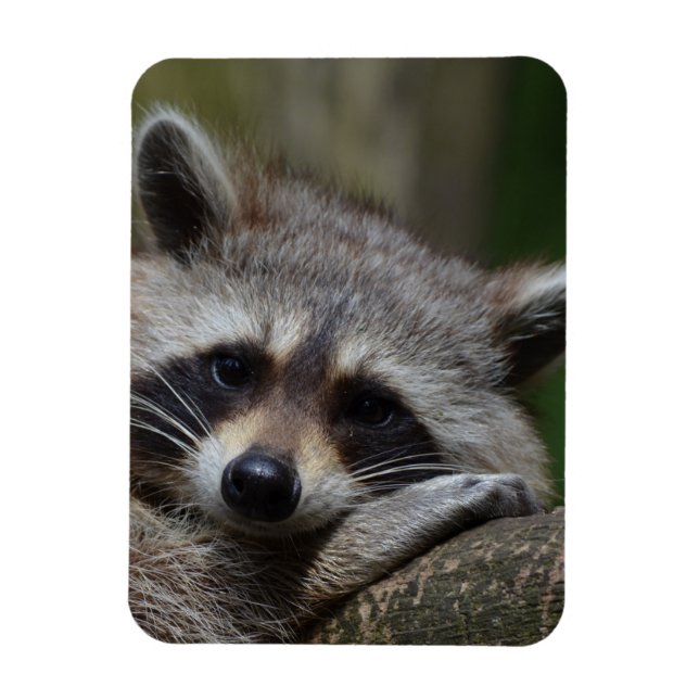 Raccoon Magnet (Vertikal)