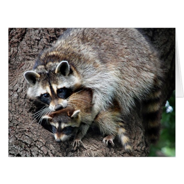 Raccoon mère et kit (Devant horizontal)
