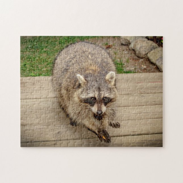 Raccoon mit Chip (Horizontal)