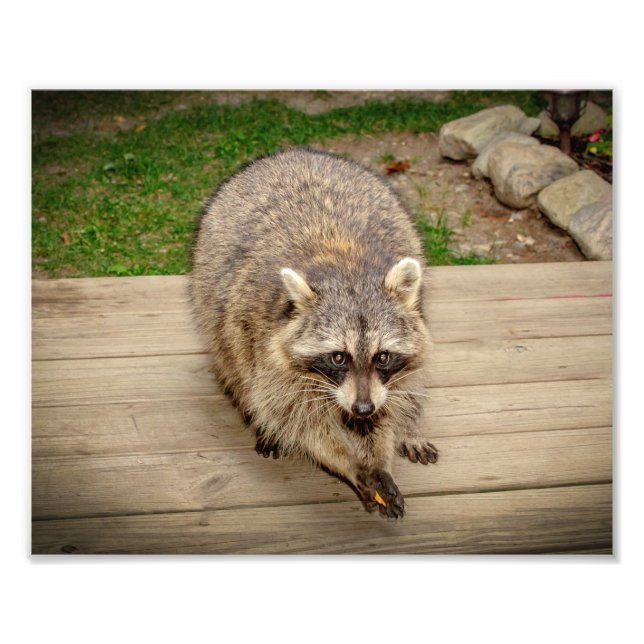 Raccoon mit Chip Fotodruck (Vorne)