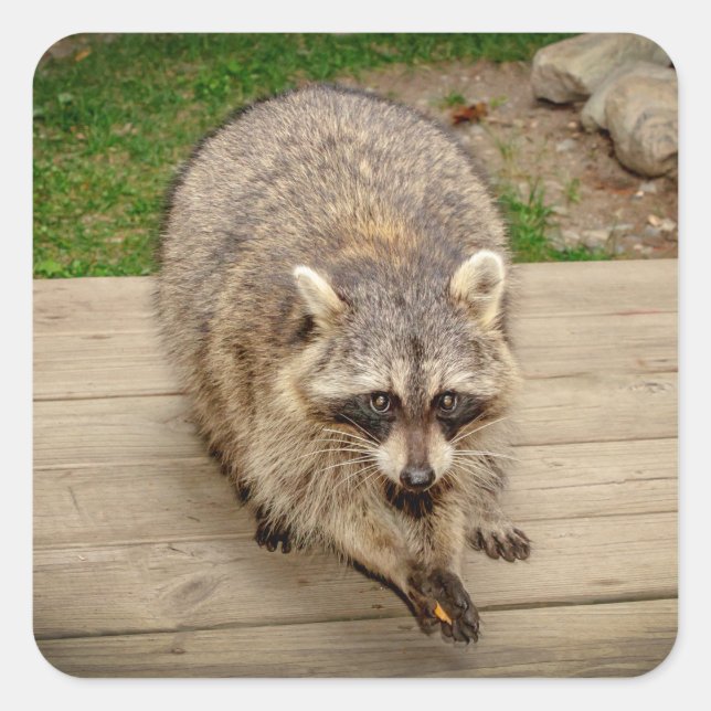 Raccoon mit Chip Quadratischer Aufkleber (Vorderseite)