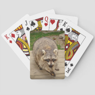 Raccoon mit Chip Spielkarten