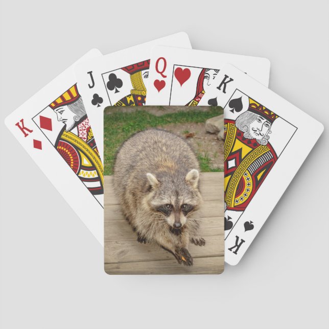 Raccoon mit Chip Spielkarten (Rückseite)