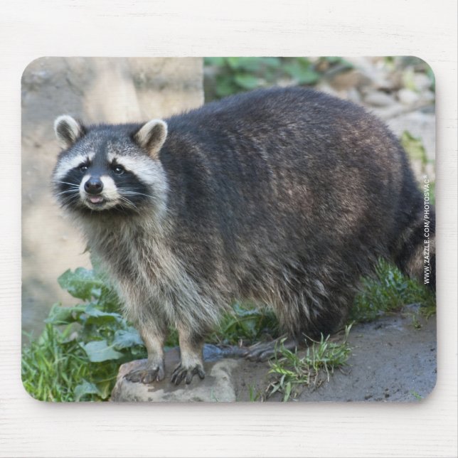 Raccoon Mousepad (Vorne)