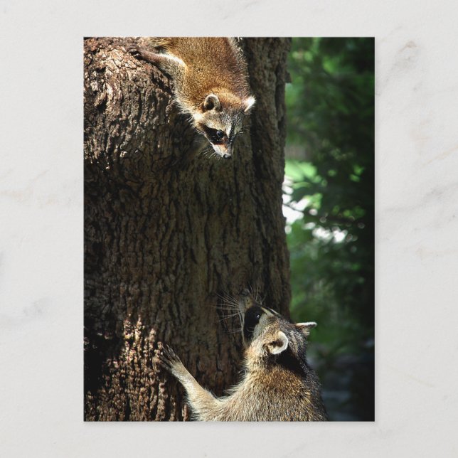 Raccoon Mutter und Kit 2 Postkarte (Vorderseite)