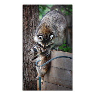 Raccoon Mutter und Kit 3 Fotodruck